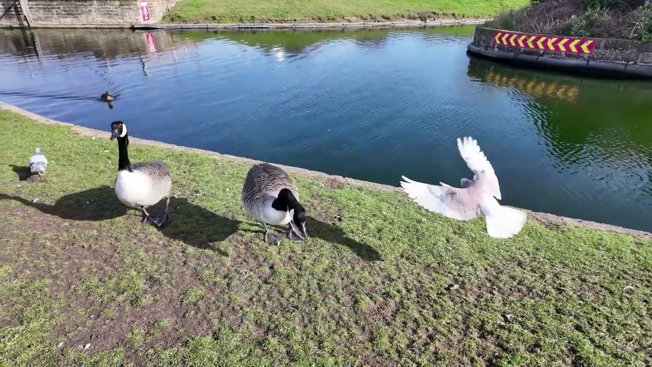 mobilaty ride in skegness 3 3 2026