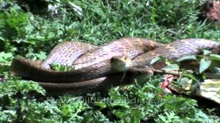 Rare View Of Snakes Mating In Jharkhand, India