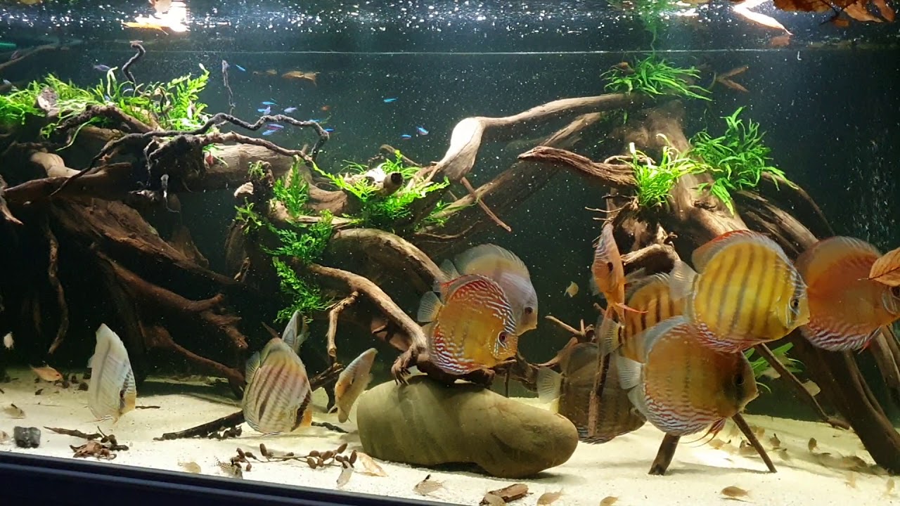 discus fish tank hd discus fish tank hd