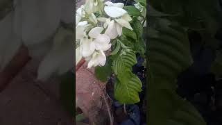 Download Lagu bunga nusa indah warna putihNo. TCZ2020220220539108 MP3