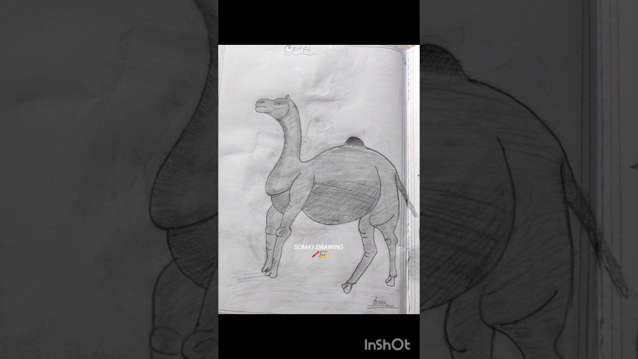 How to draw CAMEL🐪