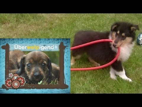 Video: Wie Kaufe Ich Einen Colliewelpen?