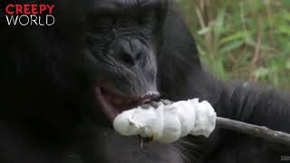 Incredible Bonobo Can Actually Start Fires And Cook His Own Food