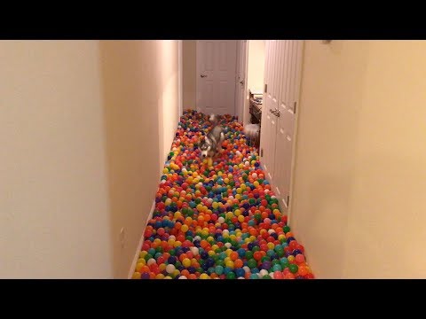 Video till Snubbe fixar bollhav till sin hund