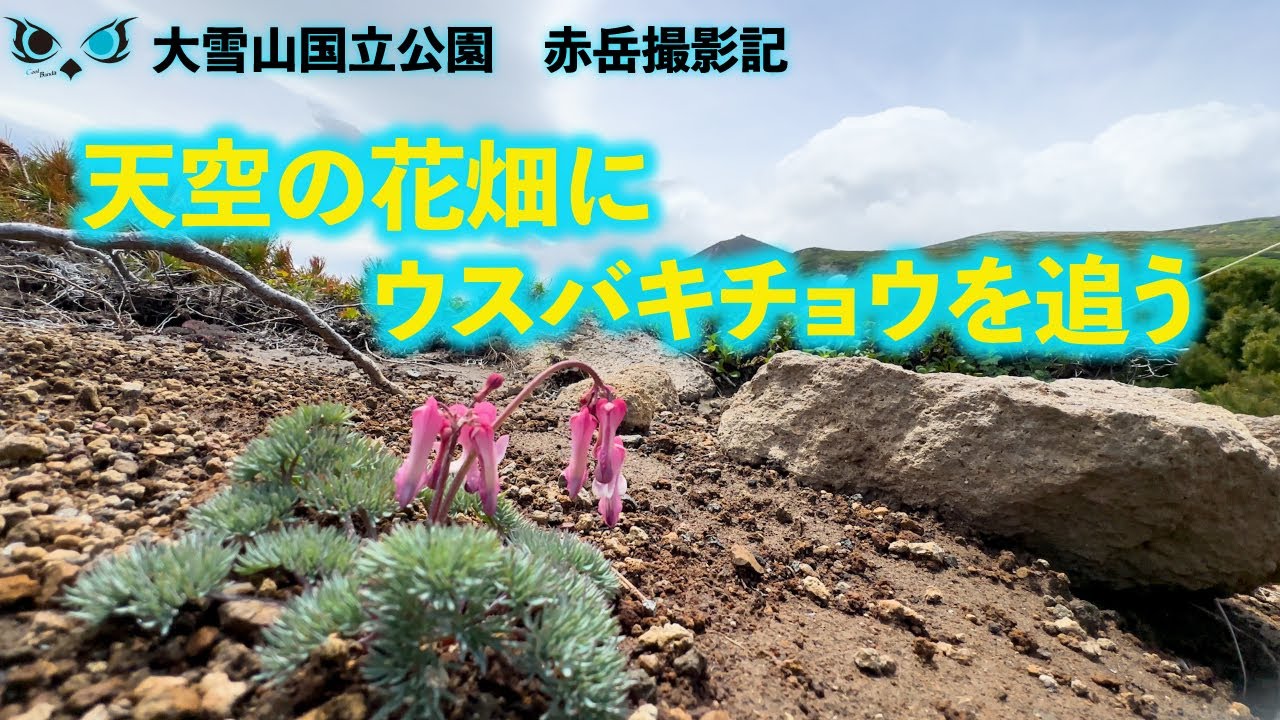 天空の花畑にウスバキチョウを追う - YouTube