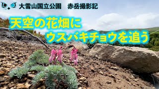 天空の花畑にウスバキチョウを追う - YouTube