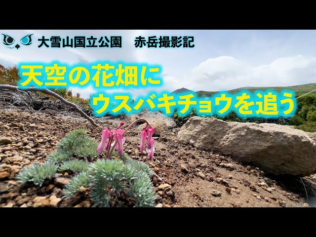 天空の花畑にウスバキチョウを追う - YouTube