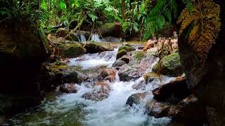 Soft River Ambience For Light Activity & Drowsy Calm | 1 Hour Nature Sounds to Unwind 4K screenshot 4