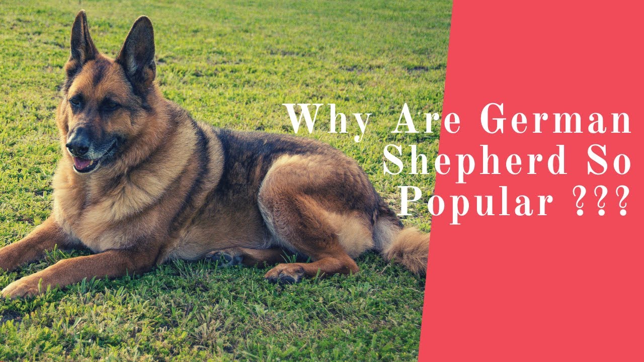 German Shepherd Facts with Information for Dog Owners
