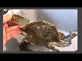 Catch Clean and Cook Blue Crab - How to Make Crab Cakes