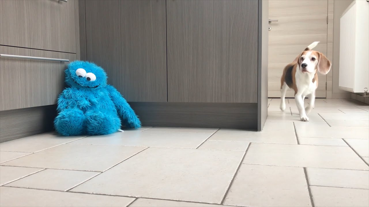 Adorable Beagle Puppies Throw the Best Bounce House Party!