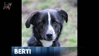 Mentor4Dogs- Berti