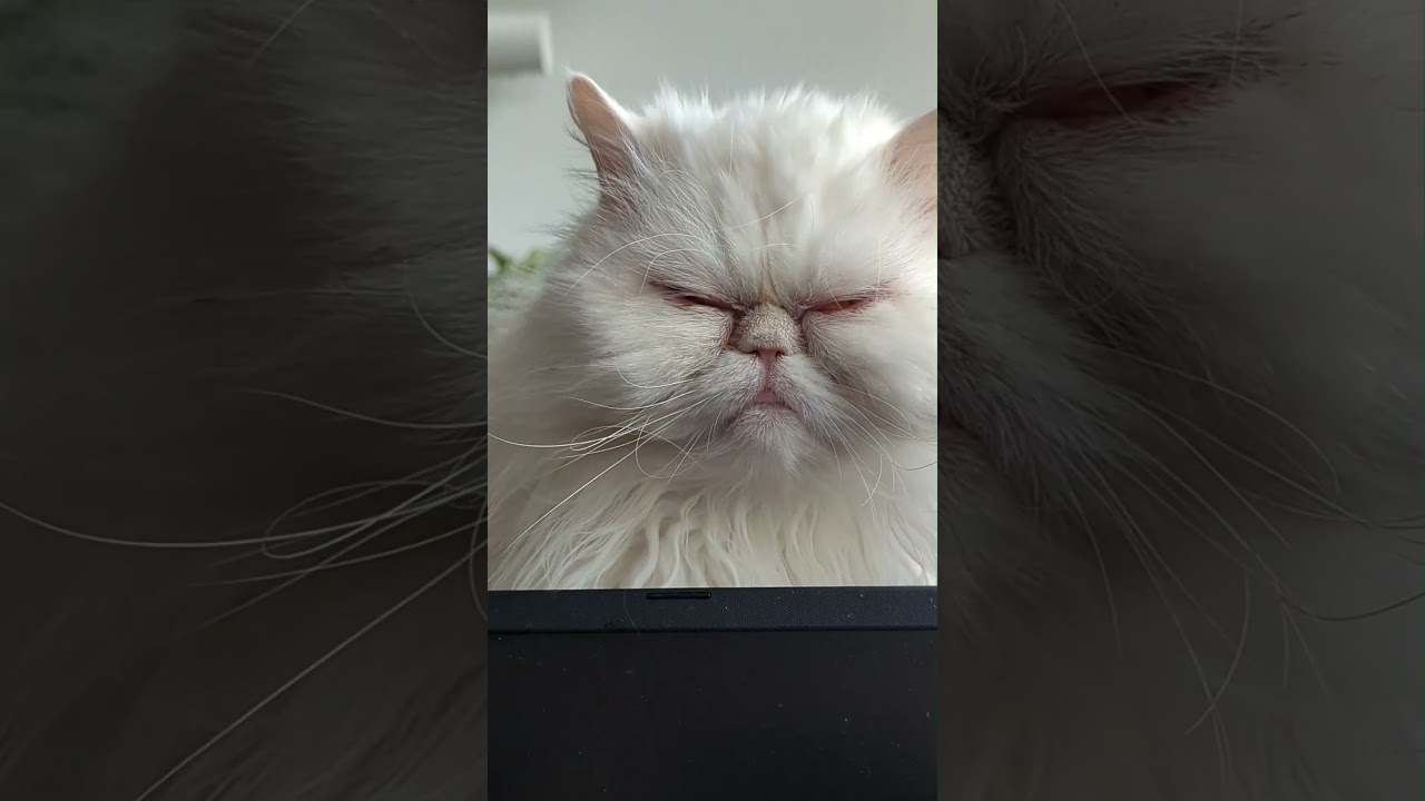 🚨 СЕГОДНЯ ВЫХОДИТ НОВОЕ ВИДЕО 🚨 Начало в Канаде 🇨🇦, а также наша первая услуга по присмотру за до...