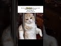 🫠❤️‍🩹afsoos||#viralvideo #cat #halalentertainment #shortvideos #funny #relatable #relatableshorts !!
