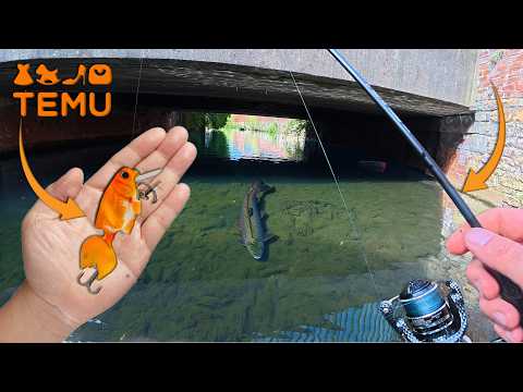 These Big City Trout Eat GOLDFISH?