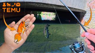 These Big City Trout Eat GOLDFISH?