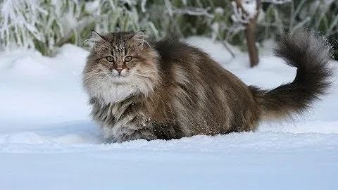 Сибирская кошка (всё о породе)
