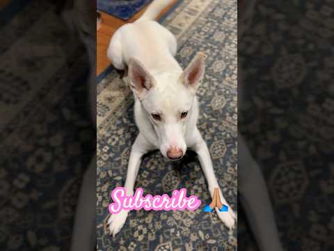 Puppy wants her TOY🧸Please Subscribe! #shorts #subscribe #puppy #dog #youtubeshorts #cute #trending