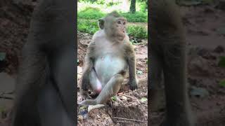 LOOK SO LOVELY MONKEY. #funnymonkeys #animalkingdom #monkeyadventures #naturelovers