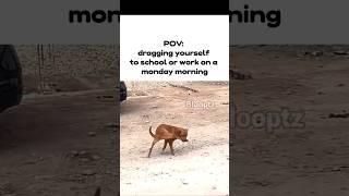 Dog going to School or Work
