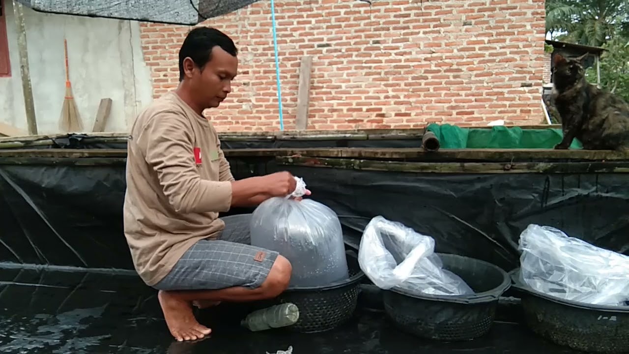 persiapan kirim bibit lele 