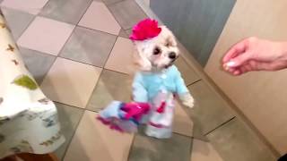 СОБАКИ ХОДЯТ КАК ЛЮДИ...