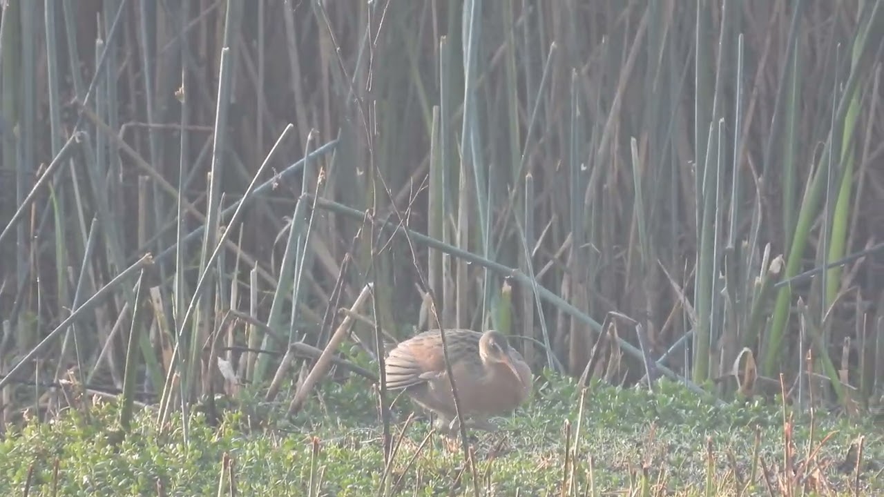 Rallus tenuirostris. Cuitzeo, Michoacán. 06-01-2026
