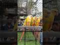 Sun Chick Conure Parrot Spotted in Market 🐥💛 So Cute You’ll Melt!#birds #parrot #shorts