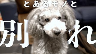 🐶長年使っていた、とあるモノとお別れします。【トイプードルのグリィ】【犬】【dog】【toy poodle】