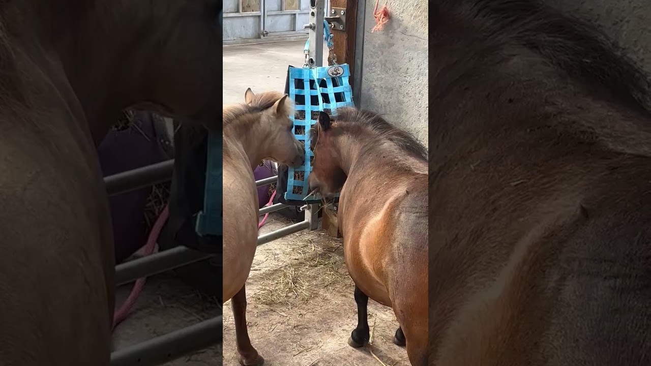 Ruggles Hay Slow Feed Bag for Horses, Ponies, Donkeys, Goats, Alpacas, Sheep