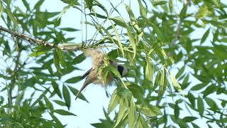 Beutelmeise baut Nest