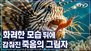 [독3도 생물열전]사자갈기를 가지고 있는 멋진 놈이지만 엄청난 독을 품고 있다고?[3.쏠배감펭]
