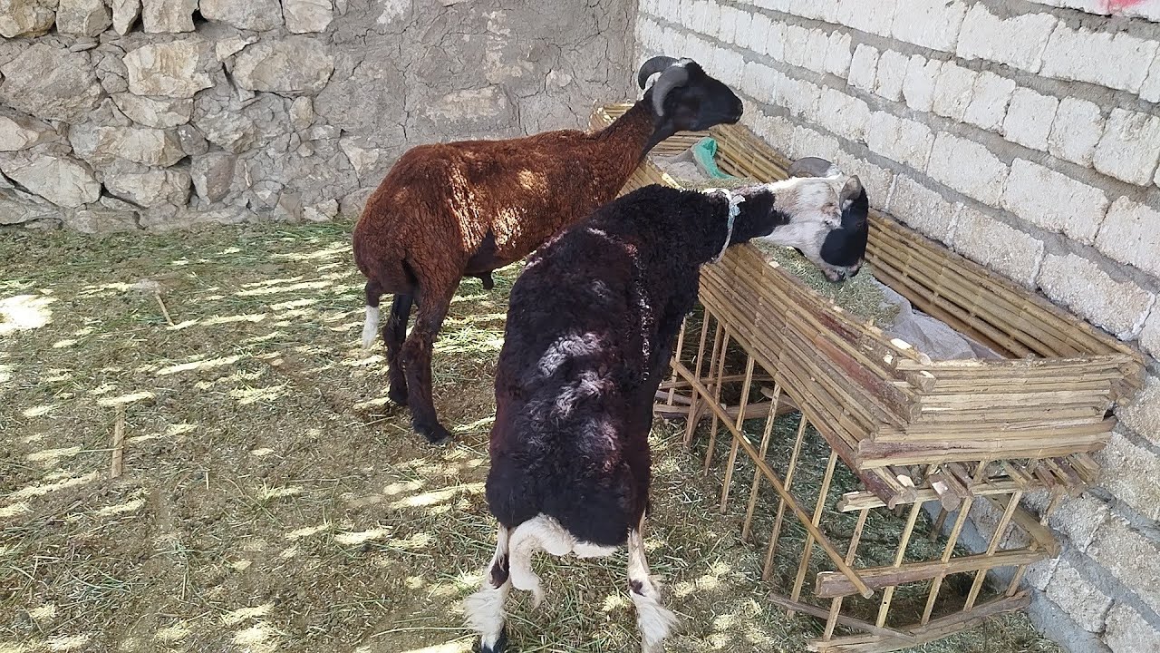 عروض الذهب خروفين توأم سلالات عاليه بردسي حر طلوقة ببلاش (٢٦/٧)