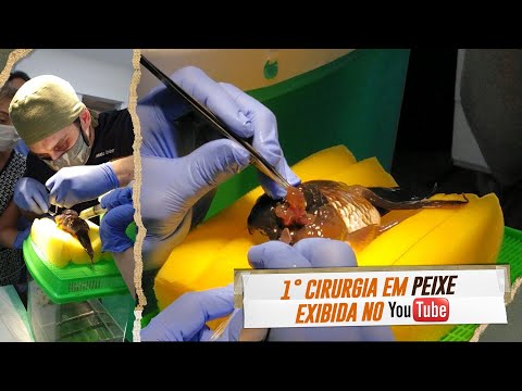 Vídeo: De onde vem o peixe cirurgião?