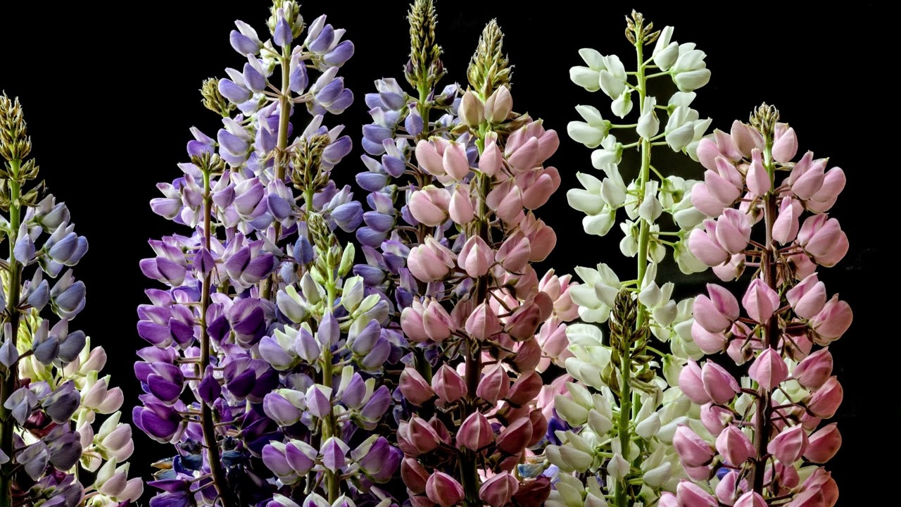 モーツァルト 交響曲 第15番 ト長調 K.124 指揮エーリッヒ・ラインス