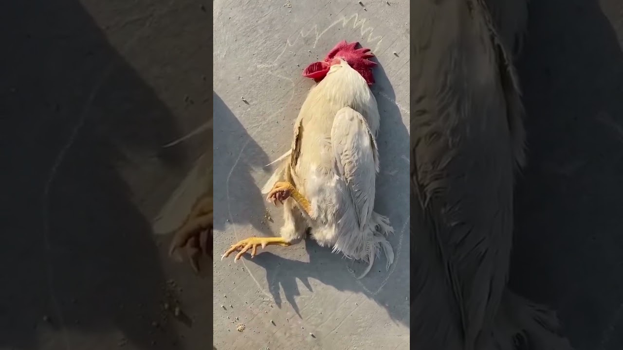 Smart Dog and cat cute 