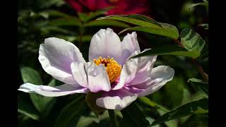 Richard Clayderman  Time To Say Goodbye