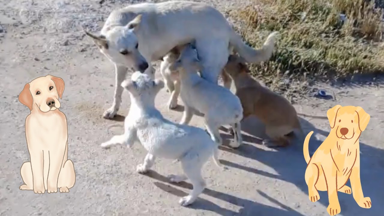 The mother dog fights her young puppies and prevents them from nursing ...
