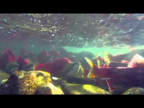 Adams River Sockeye Run 2010