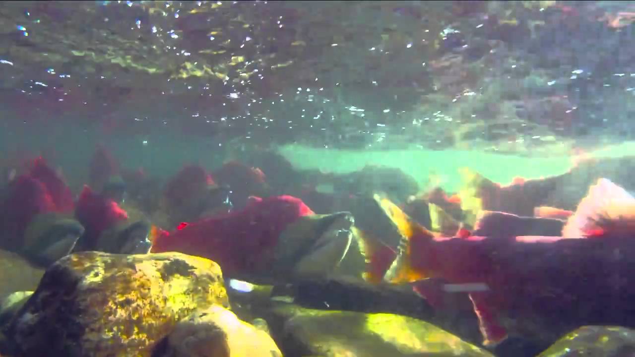 Adams River Sockeye Run 2010