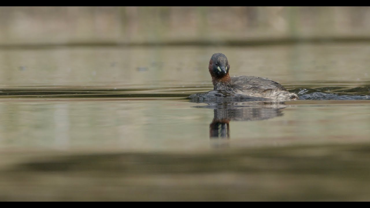 Little grebe taking off | Slow Motion (FULLHD)