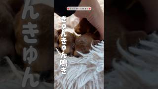 産まれたての子犬の鳴き声が成長して #トイプードルブリーダー #飼い主募集中