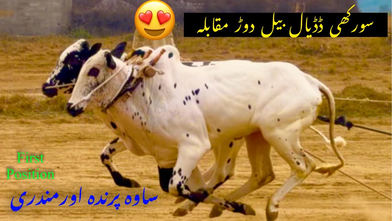 Bull Race Competition at Surkhi Dadyal | Sawa Parinda & Mandri Pair Wins First Position 