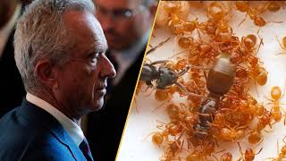 Science This Week: Chaos at the CDC, Ancient Mysteries, and an Insect Crisis