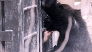 人工保育だからこそ💗飼育員さんと特別なかかわりのゲンタロウ【京都市動物園】