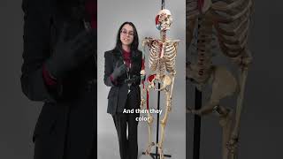 Exploring restoring a real human skeleton at the Bone Museum