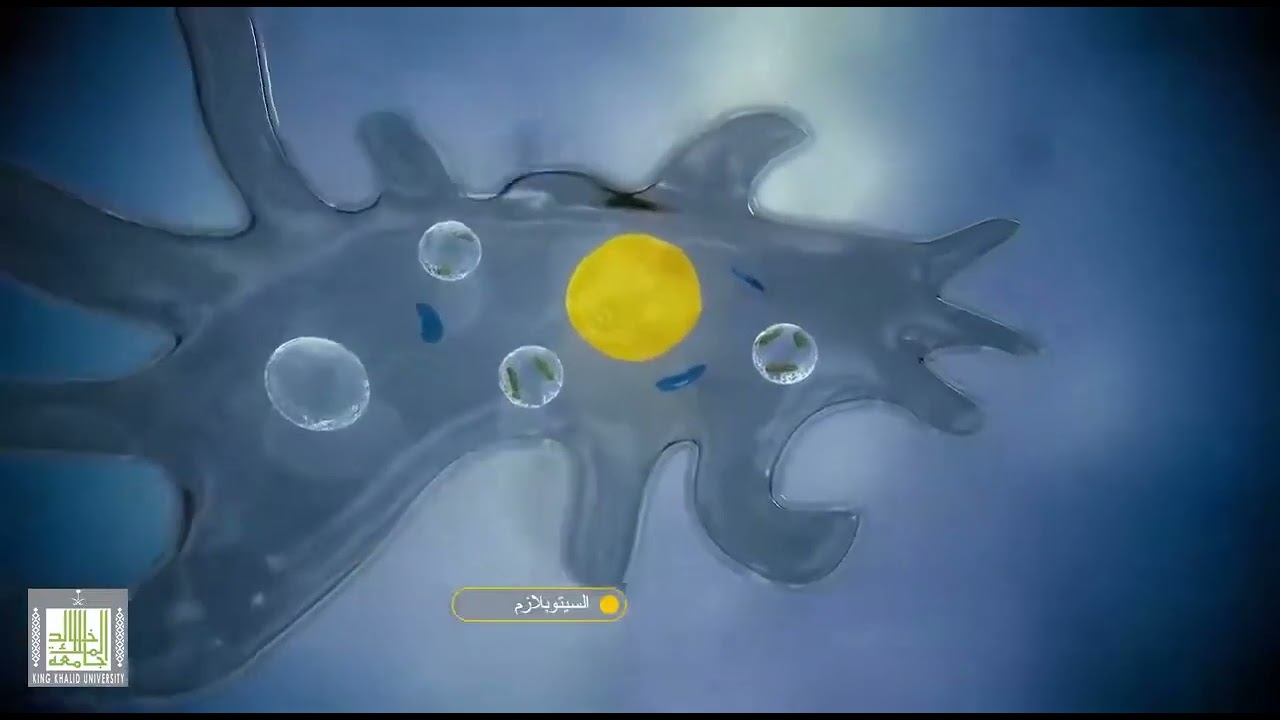 تصنيف الأميبا وتركيبها