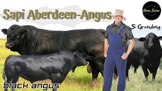 Aberdeen Angus Cattle: Sapi Hitam Super Besar ||#grandong || AMAZING CATTLE FARMING