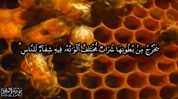 16 سورة النحل An-Nahl للشيخ ياسر الدوسري