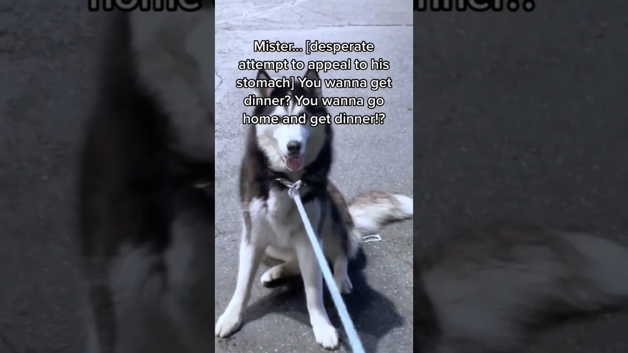 Husky Protests pet store hours 